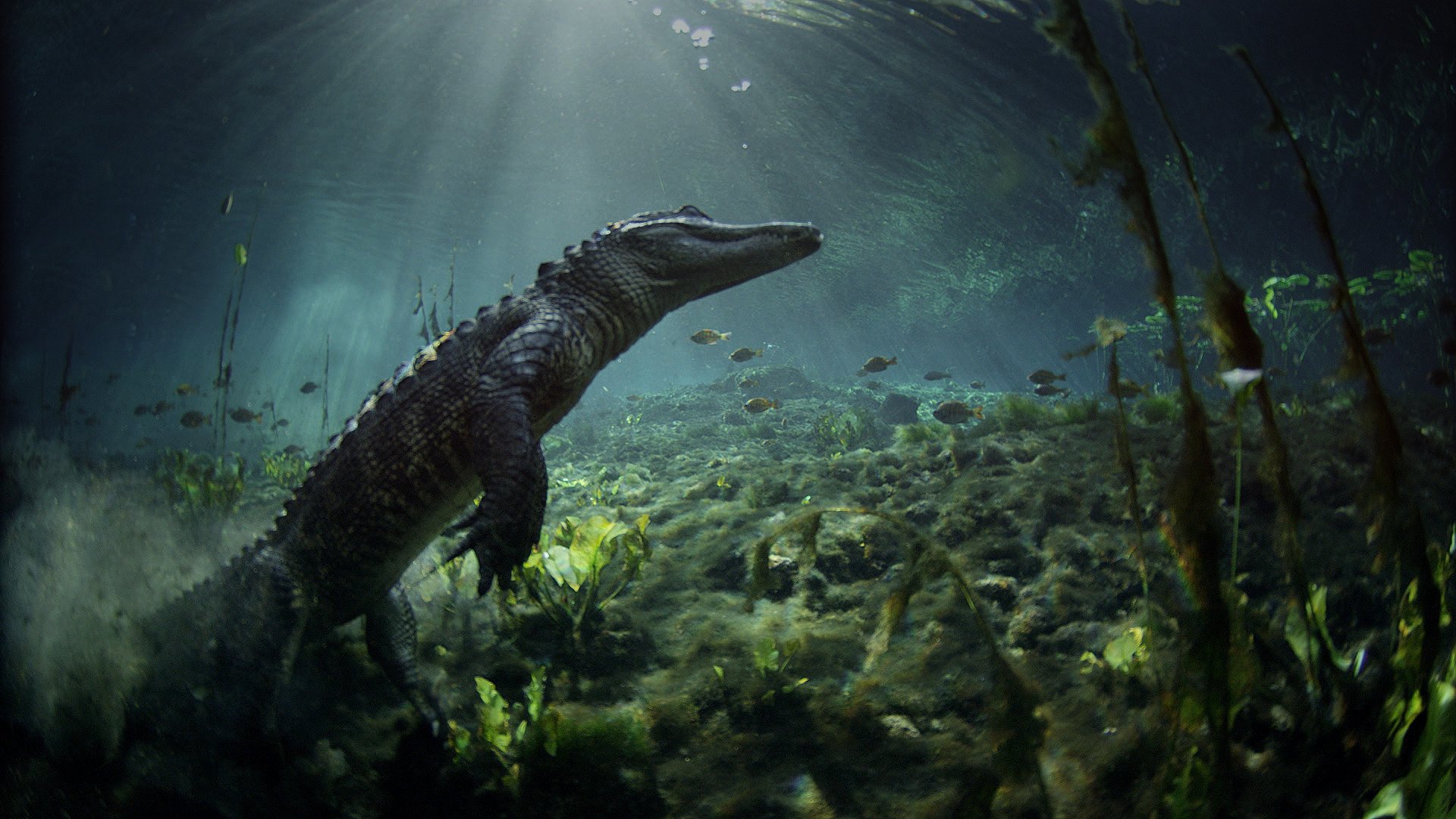 Everglades Alligator.jpg