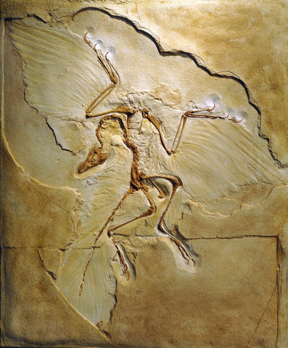 Science Source - Archaeopteryx fossil, Berlin specimen