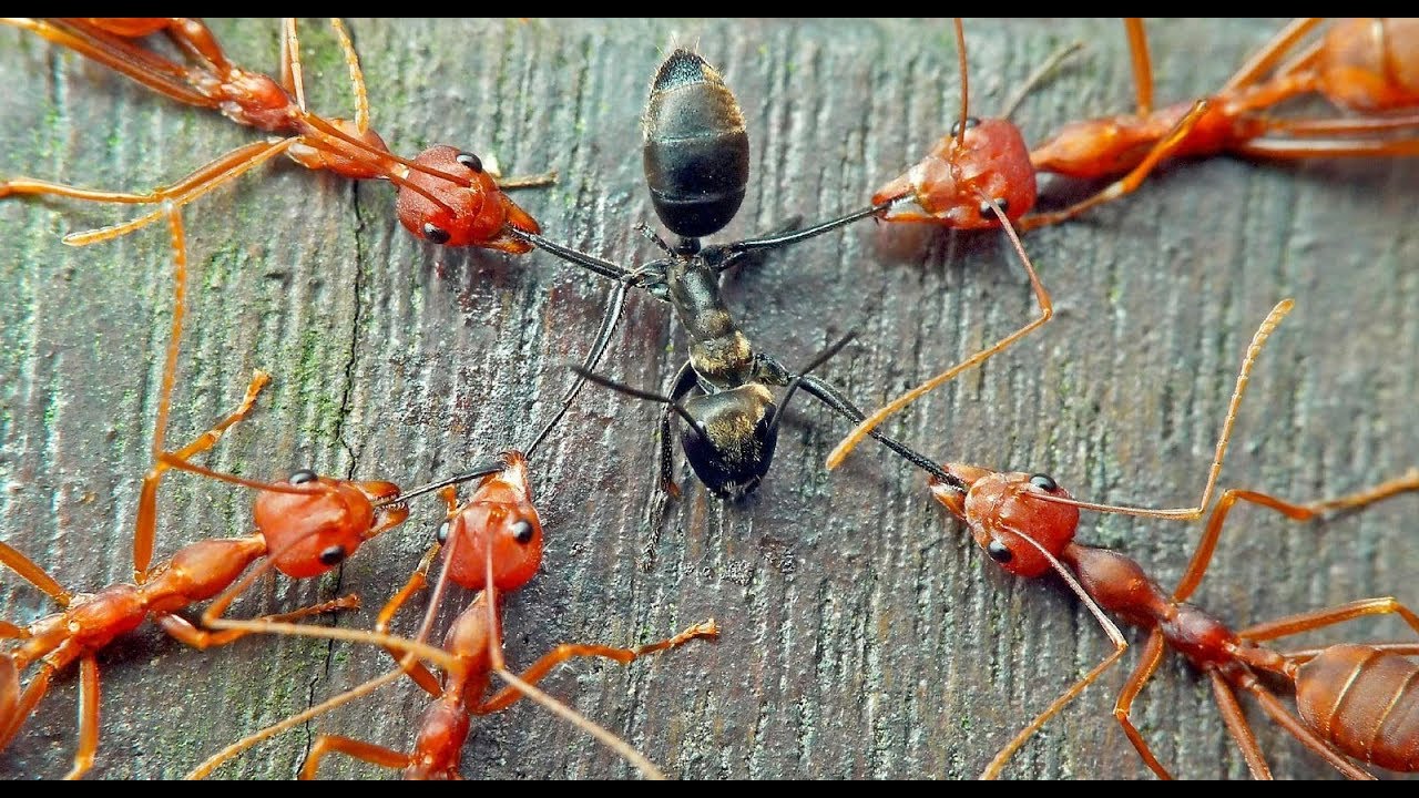 Red Ants vs Black Ants Fight || Battle of the Ants - YouTube