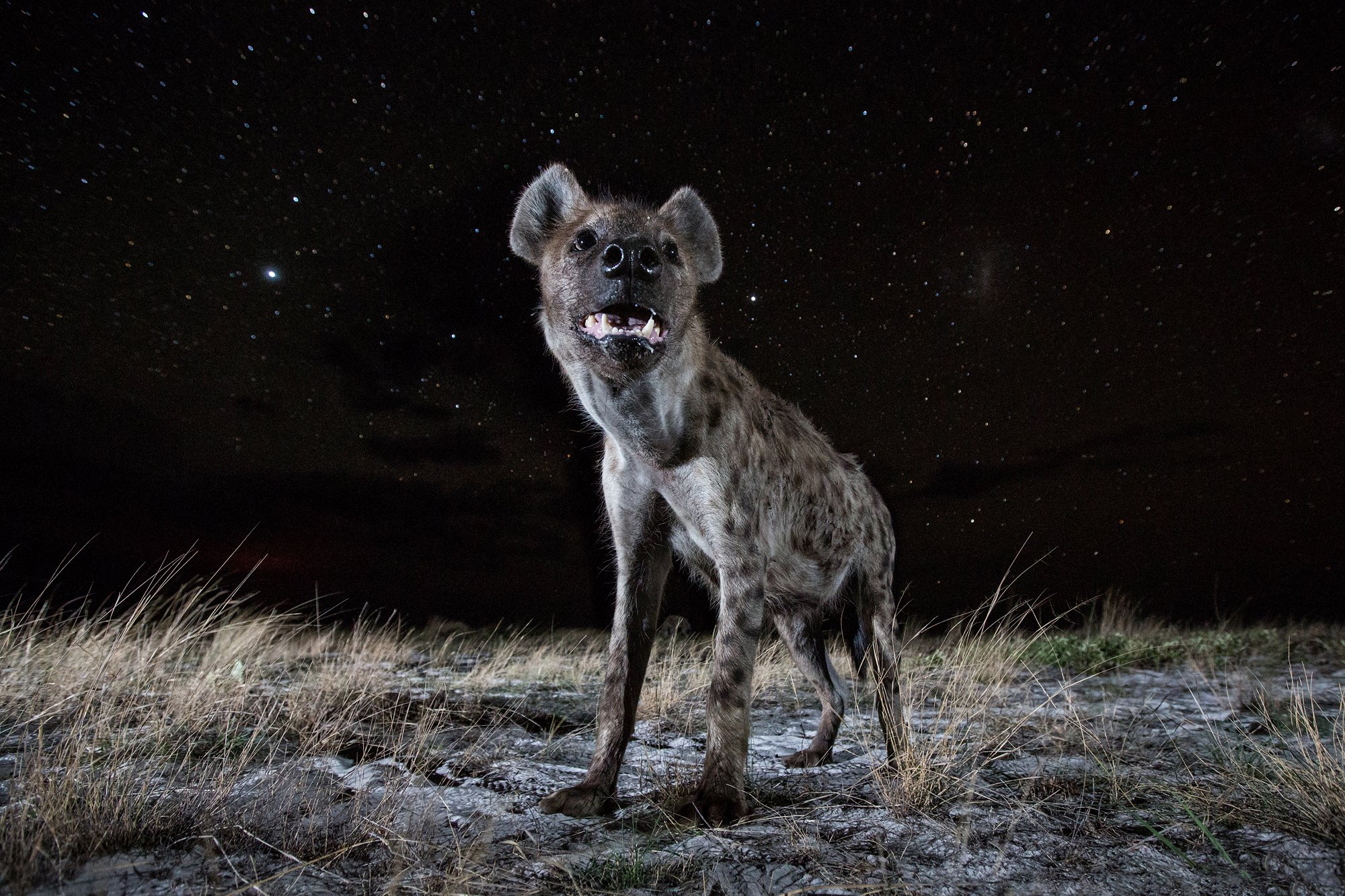 Photo story of the week: Hyena at Night: Digital Photography Review