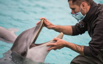Google working to decode dolphin communication using AI
