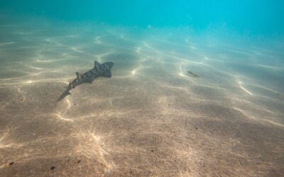Earth’s oceans are growing darker, threatening marine life worldwide: study