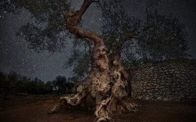 Down In a Hidden Garden