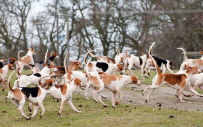 Hounds On Parade