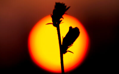 Canticle of the Sun, by Saint Francis of Assisi