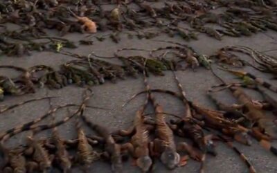 Here’s Why Frozen Iguanas Are Appearing All Over Florida