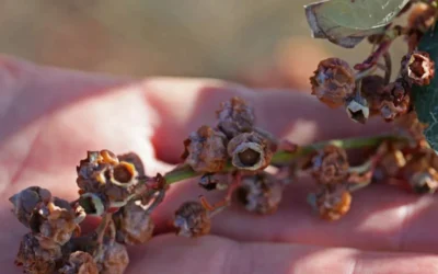 Florida reports USD 3.17 billion in agricultural losses after early 2026 freeze