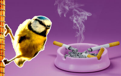 Birds Are Getting Hooked on Cigarettes
