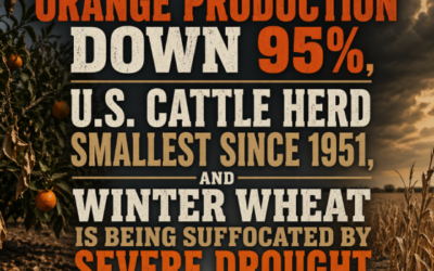 Florida Orange Production Down 95%, U.S. Cattle Herd Smallest Since 1951, And Winter Wheat Is Being Suffocated By Severe Drought