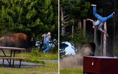 MUST SEE: Bison Absolutely LAUNCHES Man 10+ Feet In The Air!