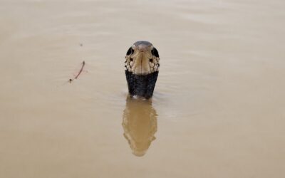 Chinese Village Swarmed By Hundreds Of Venomous Snakes And Other Reptiles After Flood