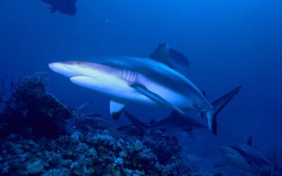WATCH: Spearfisher Henry Gibbs Saw The Grey Reef Shark Coming. Then It Made Its Move