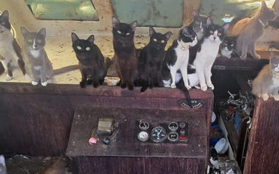 VIDEO — Officers Rescue 60 Cats from Abandoned Sailboat in Washington: ‘That’s All for Meow!’