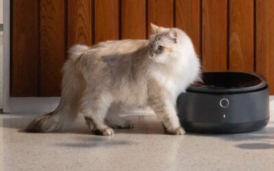 Internet-Connected Pet Feeders Go Down, Leaving Kitties Hungry