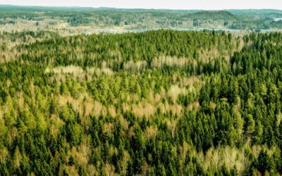 Finland Orders Google to Suspend New Data Centers After Contractors Pave Over Protected Forests
